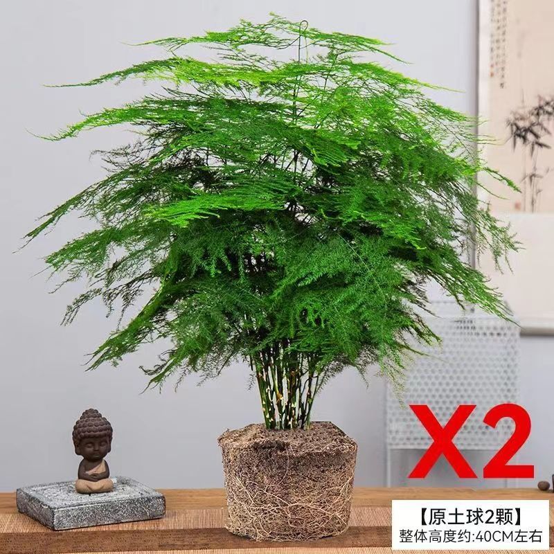 文竹盆栽室内绿植物花卉大苗水培客厅茶台文松盆景养不死四季常青