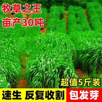 四季播种耐寒高产牧草种子黑麦草