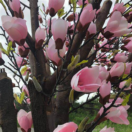 销售仿真广玉兰盆景城市节日装饰绢花仿真树枝仿真玉兰花树