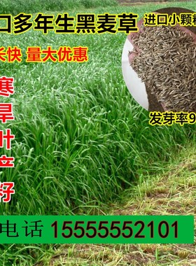 鱼草黑麦草四季牧草种子
