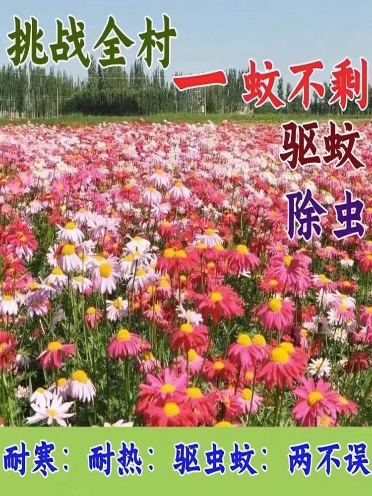 除虫菊花种子防虫种孑室内花种籽子驱蚊虫植物花籽一年四季都开花,宠物/宠物食品及用品,水草,淘宝优惠券,粉丝福利购,淘宝优惠卷