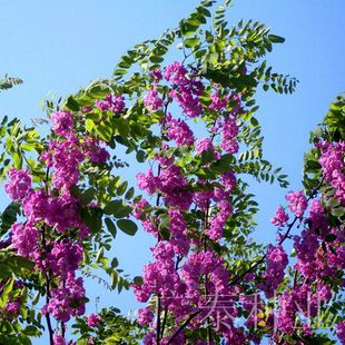 护坡灌木种子马棘 紫穗槐种子刺槐 紫穗槐子