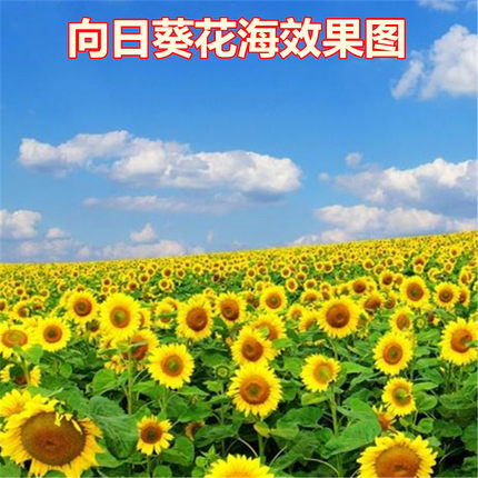 观赏向日葵种子向阳花种子景观花海种子油葵种子葵花种子易种包邮