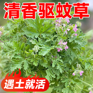 驱蚊草种籽子驱蚊植物室内外庭院盆栽绿植薄荷香叶天竺葵四季好养