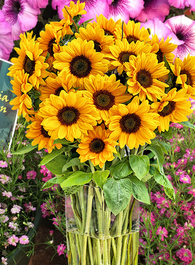 日本Sakata*文森特*富阳切花向日葵进口花种子高杆无花粉室内易活