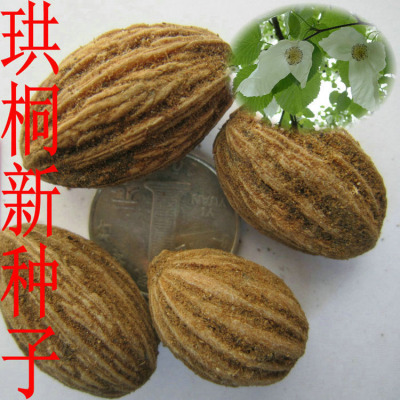 林木种子 珙桐种子别名水梨子鸽子树种子鸽子花树种籽包邮