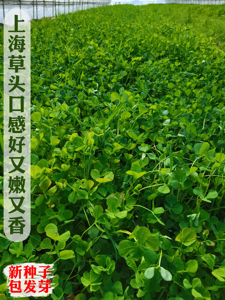 草头种籽金花菜菜籽上海草头种子草头菜种籽金花菜种子金花菜籽