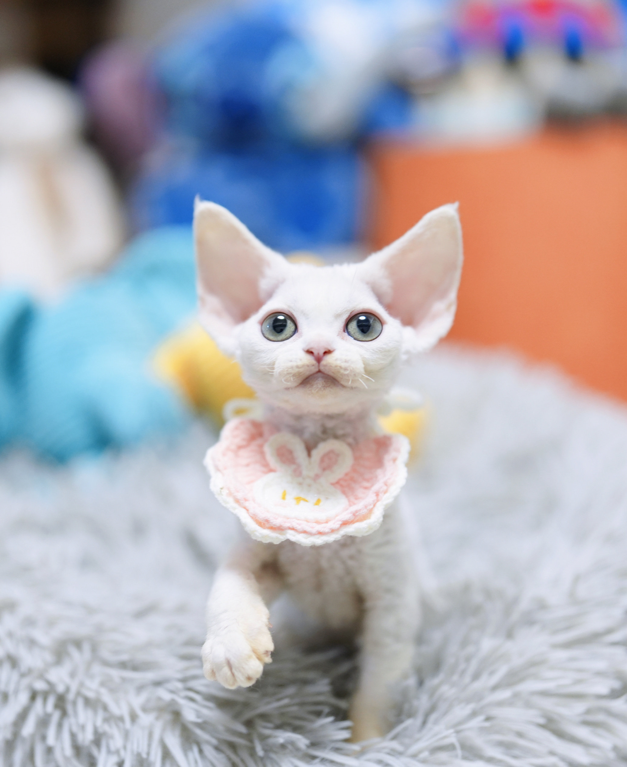 德文卷毛猫猫舍幼猫不掉毛活体纯猫咪