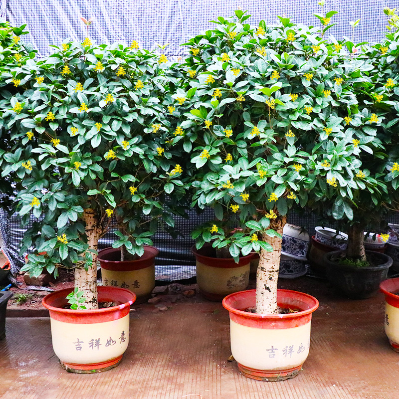 四季桂花树苗盆栽花卉庭院金桂浓香型天香台阁盆景植物室内外地栽 鲜花速递/花卉仿真/绿植园艺 时令草本花卉 原图主图