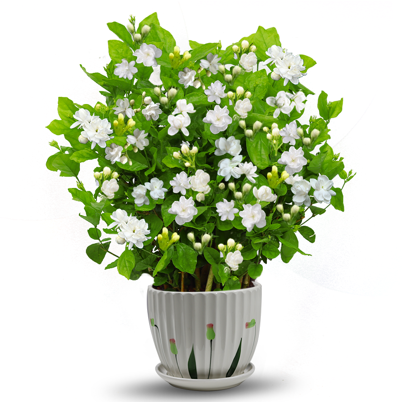 茉莉花苗盆栽带花苞九里香老桩驱蚊花卉植物室内浓香四季开好养活