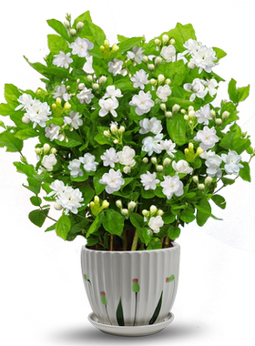 香水茉莉花重瓣浓香带花苞可泡茶