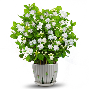 茉莉花苗盆栽带花苞九里香老桩驱蚊花卉植物室内浓香四季开好养活