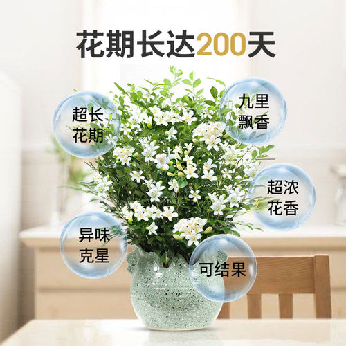 九里香盆栽浓香室内植物花卉带花苞七里香树苗千里眼盆景绿植好养 - 封面