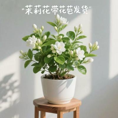 香水茉莉花重瓣浓香带花苞可泡茶