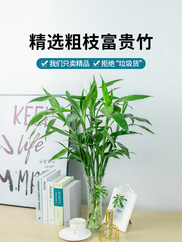 富贵竹水培植物转运竹绿植室内好养盆栽观音竹客厅招财鲜花发财树