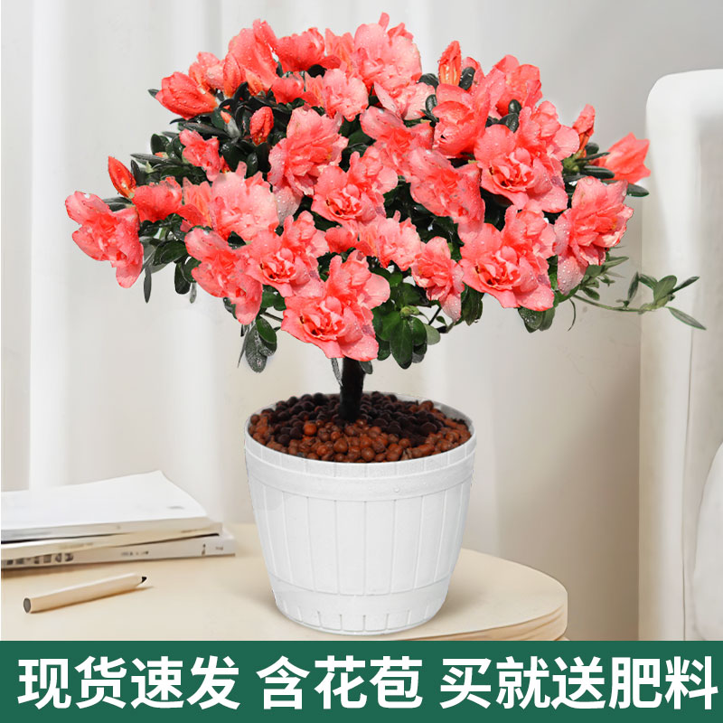 杜鹃花盆栽带花苞大棵苗观花植物室内外阳台花卉绿植好养活四季开