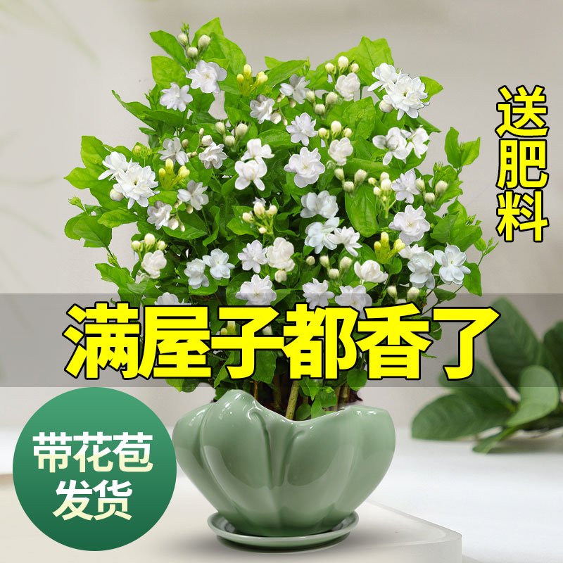 茉莉花苗盆栽带花苞九里香老桩驱蚊花卉植物室内浓香四季开花好养-封面