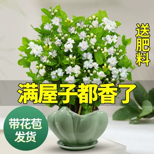 茉莉花苗盆栽带花苞九里香老桩驱蚊花卉植物室内浓香四季 开花好养