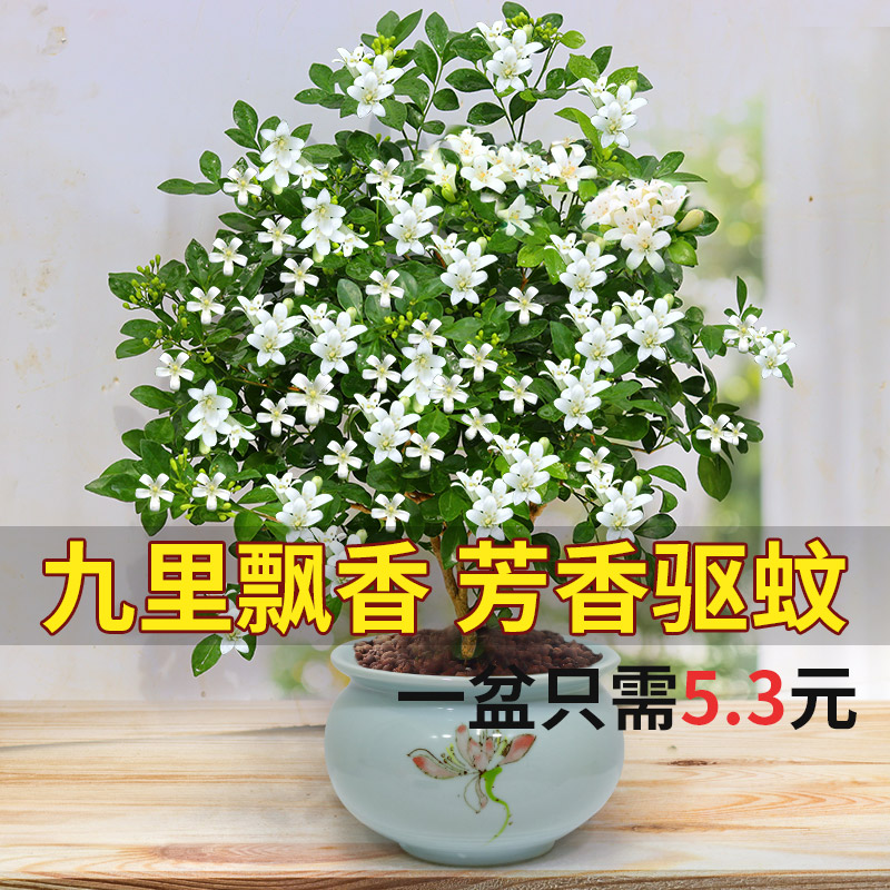 九里香盆栽带花苞浓香四季室内花卉植物七里香千里眼盆景好养绿植