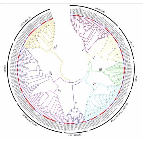基因家族全套系统进化树绘制Circos设计图绘图生物信息数据分析