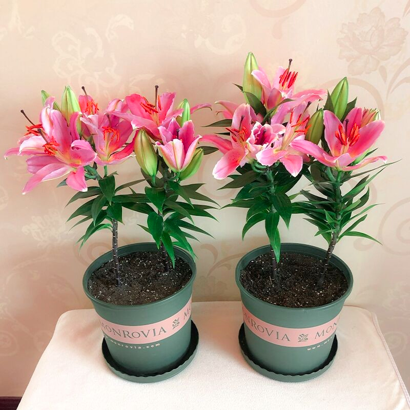 进口香水百合花大种球盆栽重瓣矮生带芽阳台庭院球根花卉室内植物