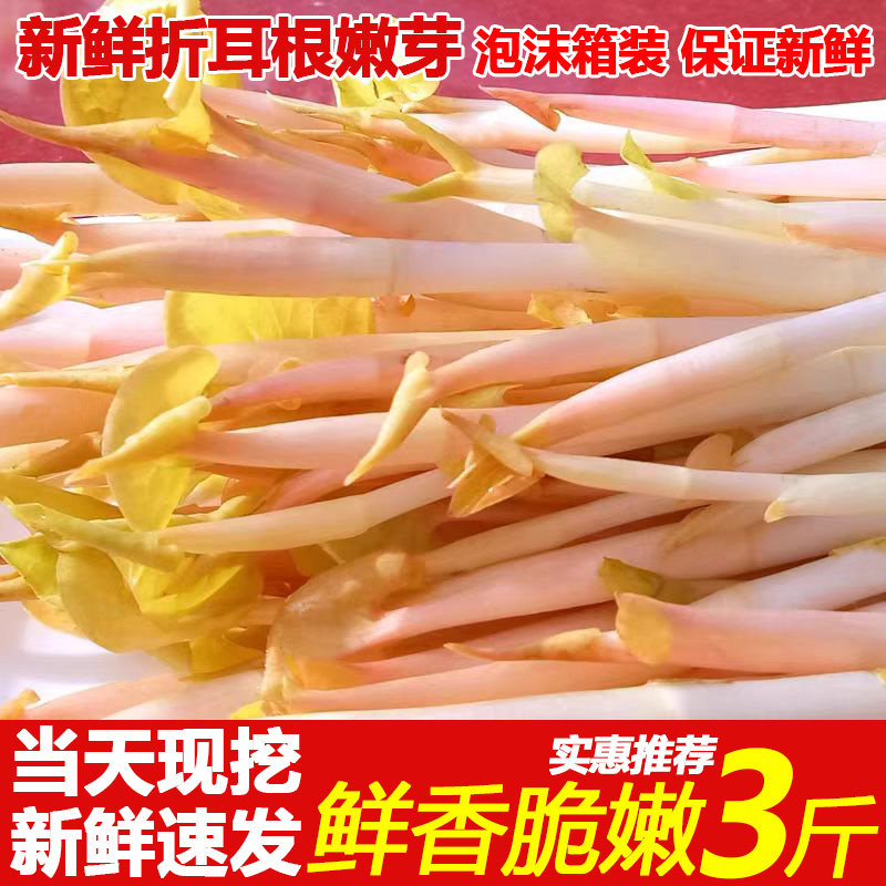四川新鲜鱼腥草嫩芽即食农家凉拌折耳根带叶子侧耳根下饭菜3斤装