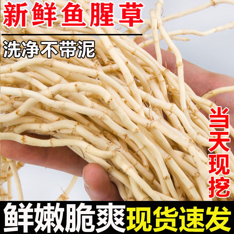 鱼腥草折耳根新鲜现挖农家自种下饭菜贵州特产四川侧耳跟嫩根