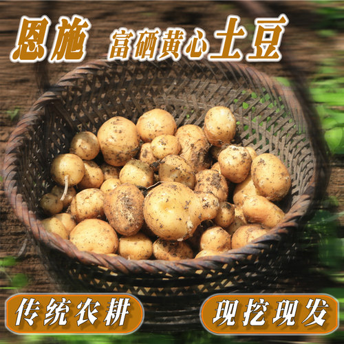 恩施富硒小土豆黄心保证产地正宗