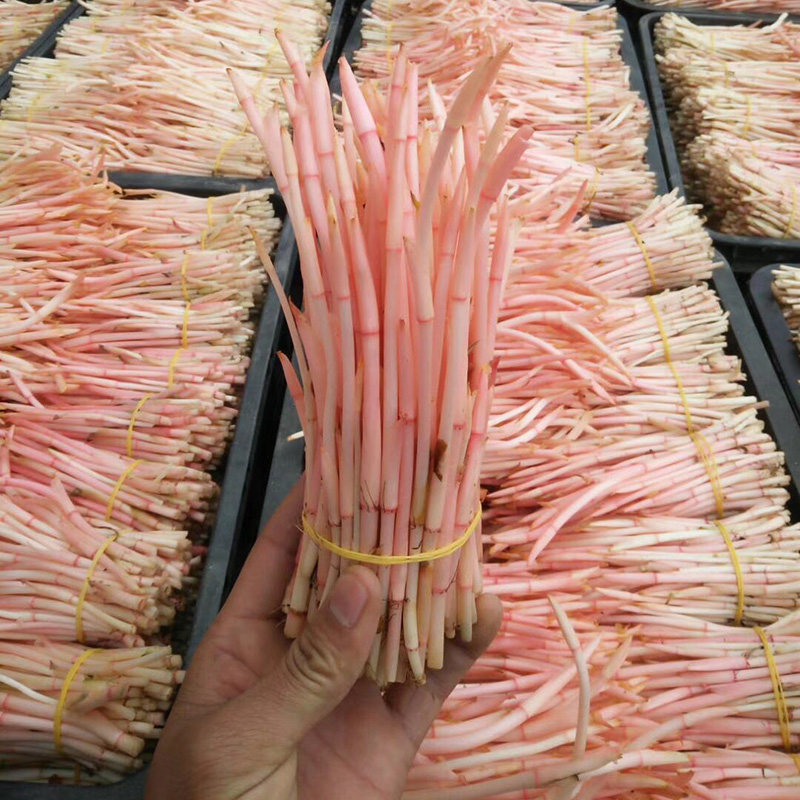 鱼腥草新鲜嫩芽折节耳尔根2斤包邮四川特产贵州野生嫩苗凉拌即食