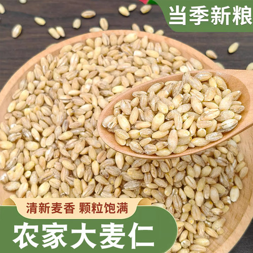 大麦 新脱皮大麦仁农家当季粗粮大麦米煮粥颗粒饱满煮粥香甜