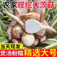 農家自種！新鮮大茨菇！9斤現(xiàn)挖