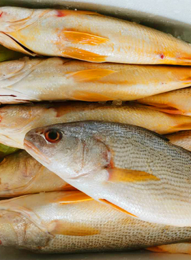 野生黄姑鱼 黄婆鸡鱼黄三鱼白姑鱼春子鱼 新鲜水产东海鲜活大黄鱼