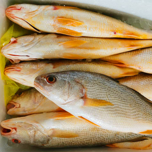 野生黄姑鱼 黄婆鸡鱼黄三鱼白姑鱼春子鱼 新鲜水产东海鲜活大黄鱼