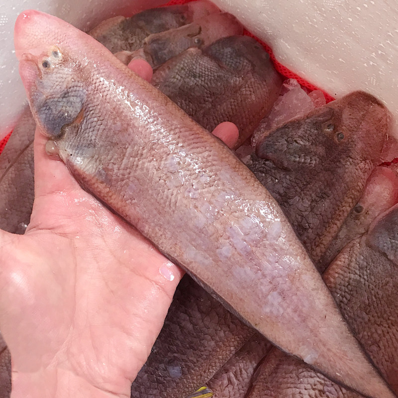 野龙利鱼 新鲜舌鳎鱼粗鳞舌头鱼 邋遢鱼玉秃鱼肉踏板鱼无刺海鱼