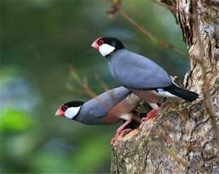 鸟活物文鸟活体白文鸟灰文鸟红眼文鸟驼文鸟手养鸟宠物鸟可繁殖