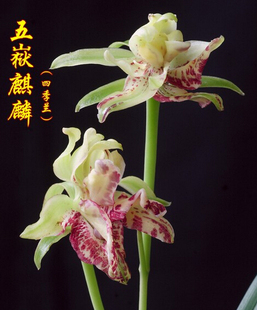 正品室内兰花苗盆栽奇花浓香建兰【五岳麒麟】特价包邮