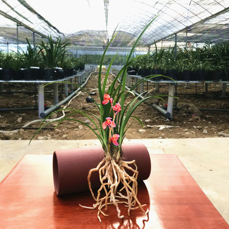 包邮云南老种兰花苗 高档 春兰 东方红荷 浓香型花卉铭品荷瓣红花