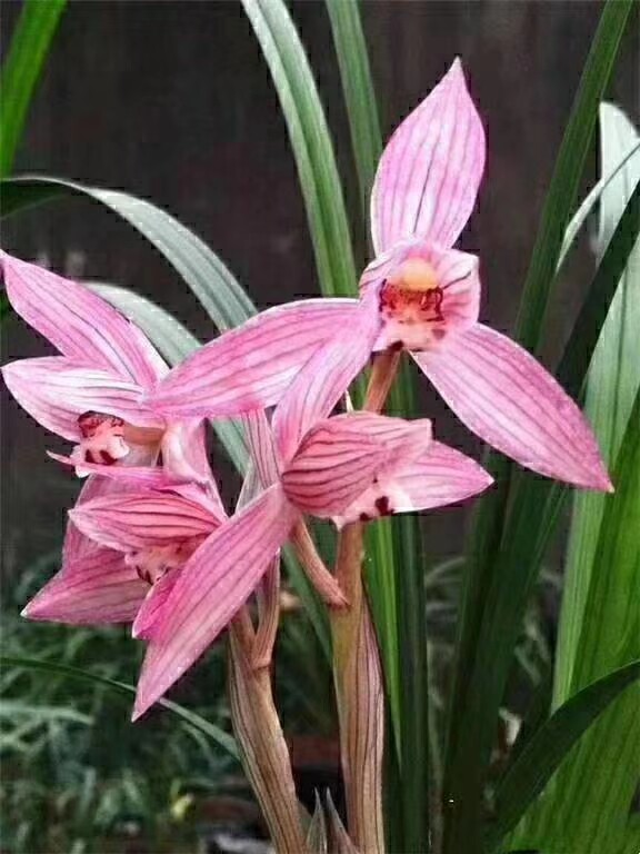 包邮四川自然老种兰花苗 春剑【新津胭脂】浓香绿植花卉园艺盆景