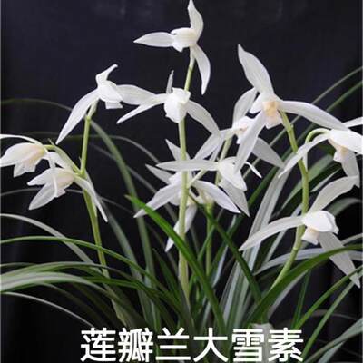 客厅盆栽自然花卉阳台包邮