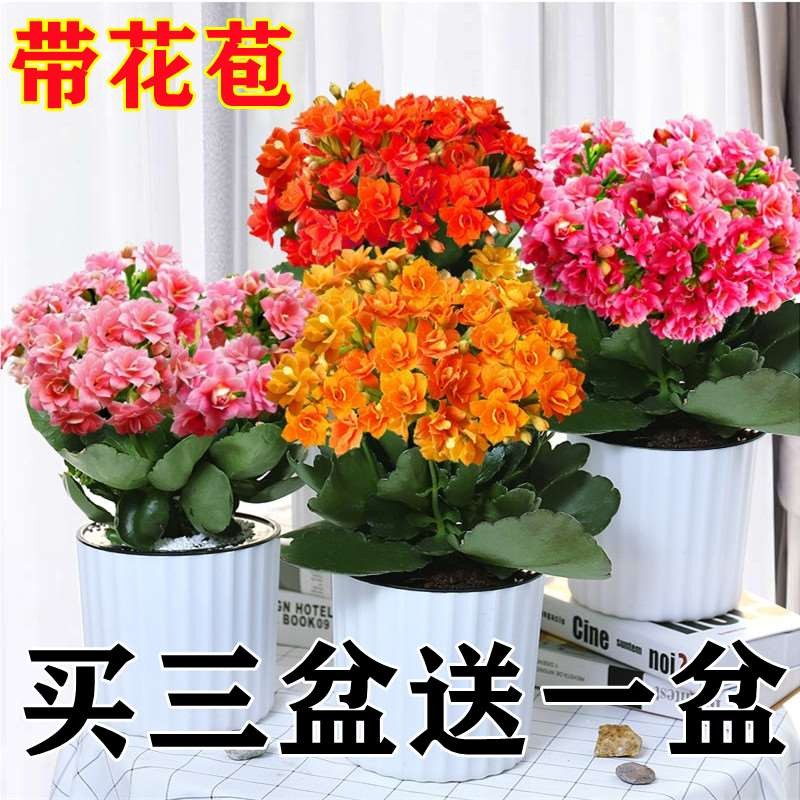 长寿花重瓣绿植花卉盆栽花苗植物红掌玫瑰海棠白掌杜鹃花碧玉包邮