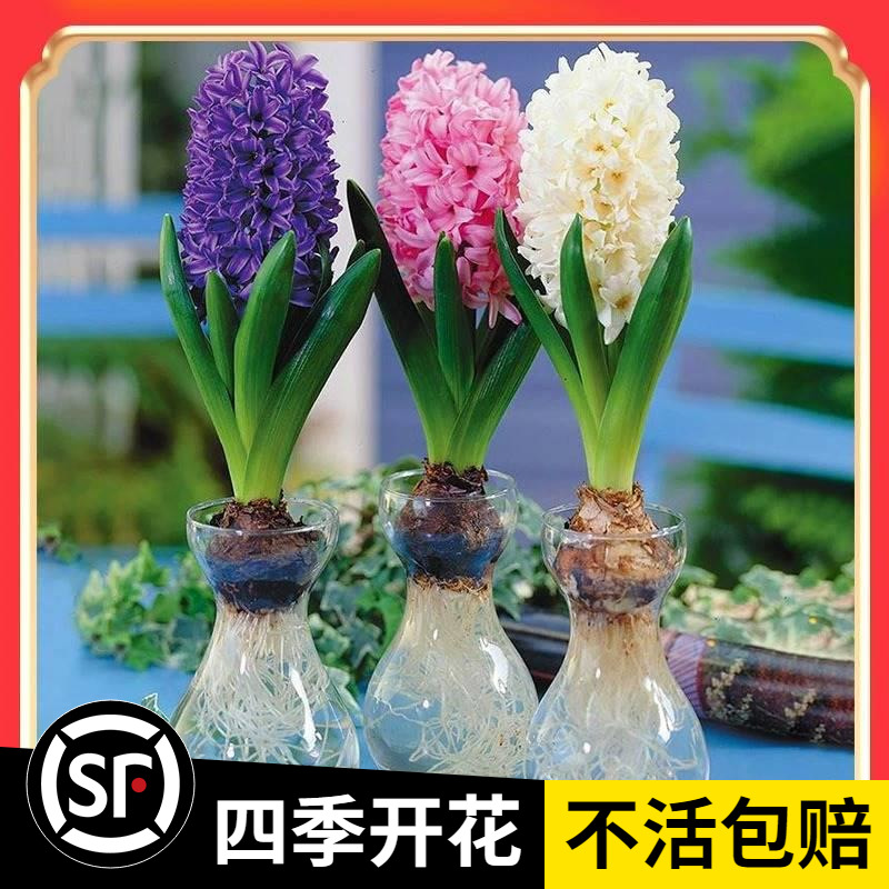 风信子种球水养土培套餐冬季水培种籽四季耐寒易种活室内花卉盆栽