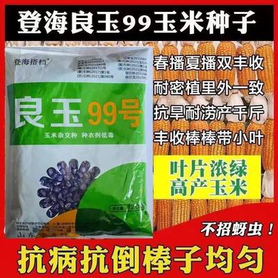 良玉99玉米种子正品大田饲料玉米种子南北方苞谷玉米种子春夏播种