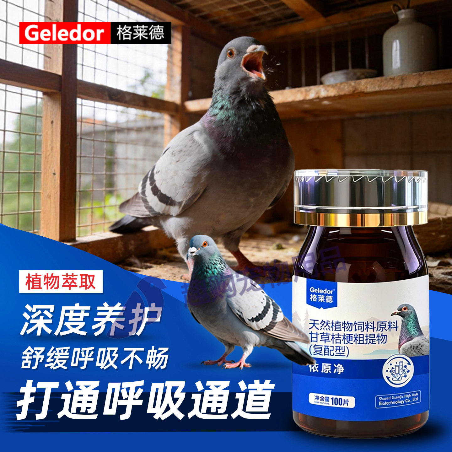 格莱德赛鸽打通呼吸道养护依原净