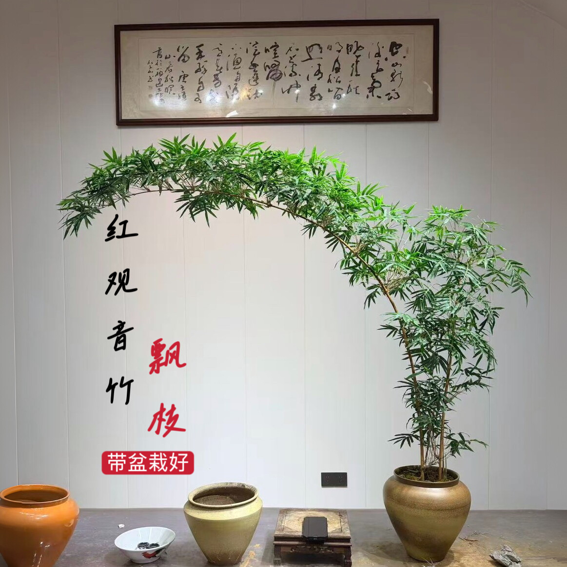 红观音竹水培竹子盆栽室内办公室盆栽植物茶桌苔藓懒人植物好养活