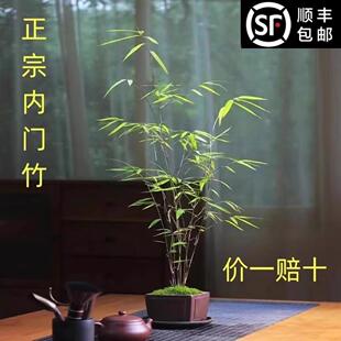 台湾正宗内门竹盆栽名贵门内竹庭院绿植室内茶桌桌面绿植盆景好养