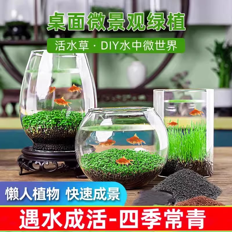 2025新款创意缸水培植物水草种子籽懒人微景观瓶生态鱼缸玻璃桌