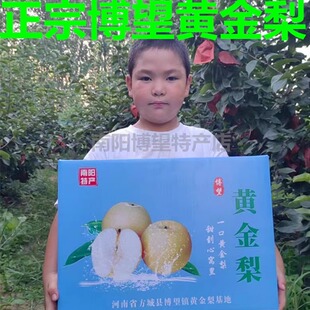 正宗博望坡黄金梨河南南阳特产孕妇水果新鲜梨子现摘现发整箱包邮