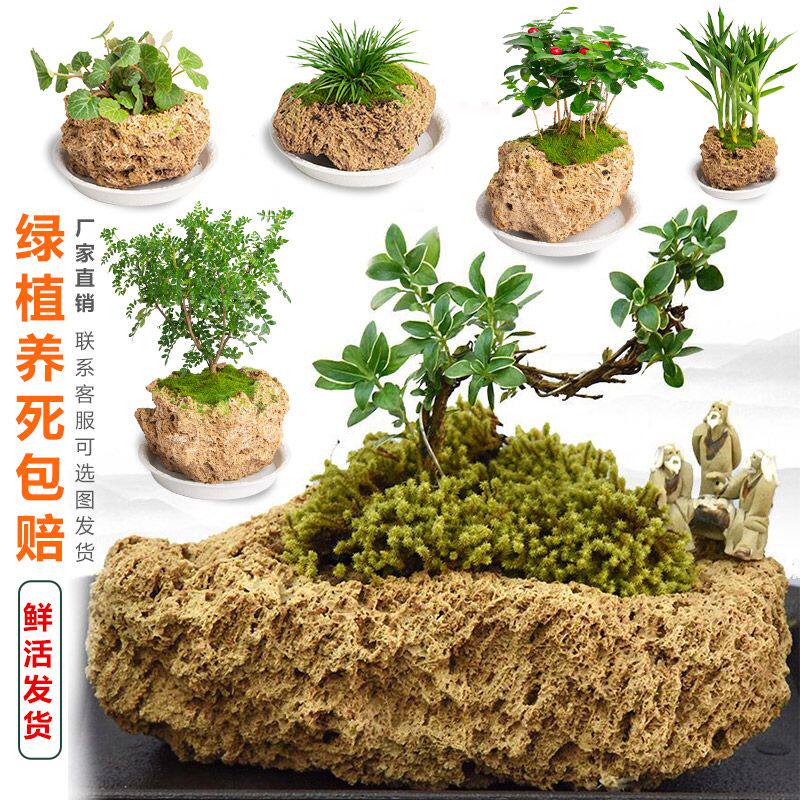 吸水石专用盆上原石天然