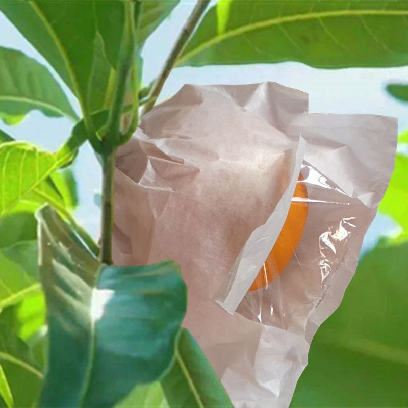 套果专用袋黄晶热情金百