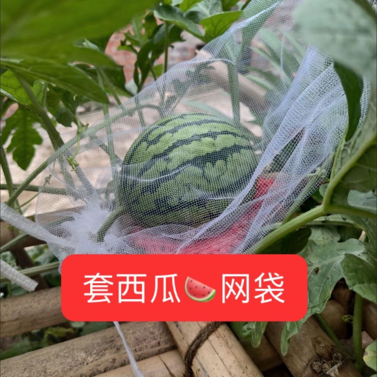 西瓜防虫袋套菠萝蜜葡萄